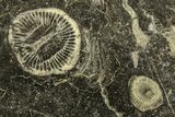 Polished Devonian Fossil Coral Plate - Morocco #221060-1